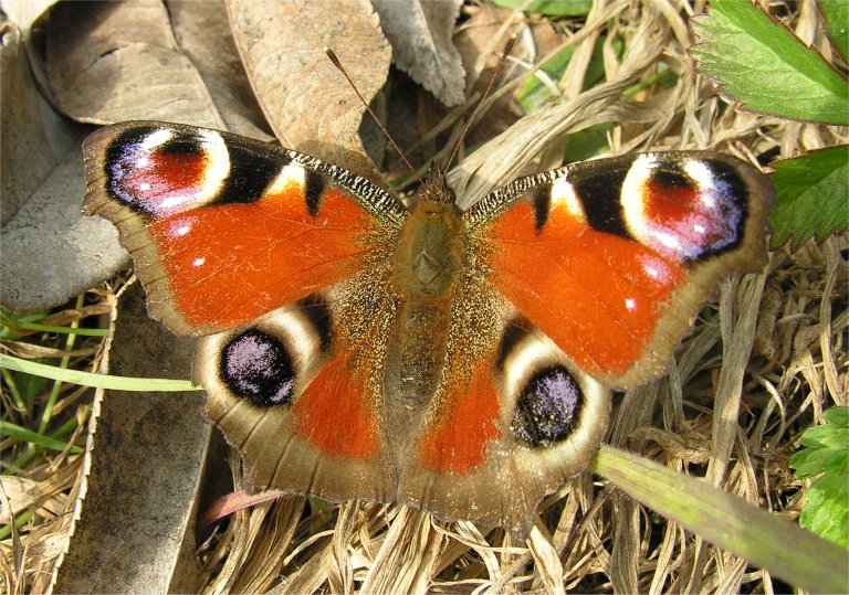 Aglais io